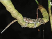 Phát hiện loài thằn lằn chân ngón mới ở Lào Cai